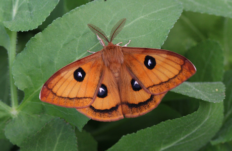 Nagelfleck (Aglia tau ) - © Leo Kuzmits
